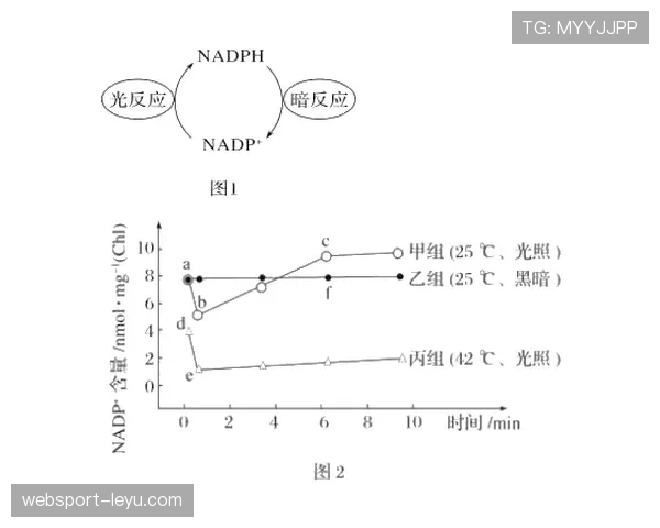 罗德里戈成长曲线解析:技术型边锋如何在顶级强度下完成蜕变